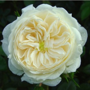 SUSAN (floribunda)